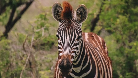 Dieren in het Krugerpark