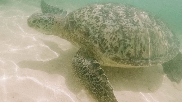 Turtle Unawatuna