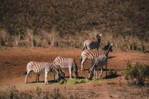 verblijf in Hartenbos Private Game Lodge