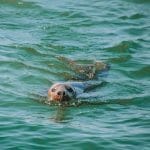 Zeehondentocht Texel