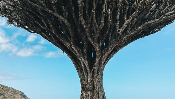 Dragon tree Tenerife
