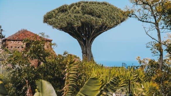 Dragon tree Tenerife