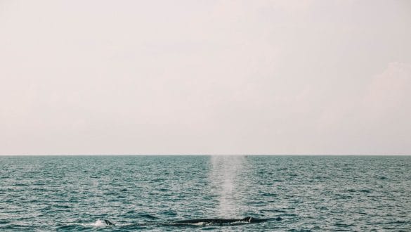Whale watching Mirissa