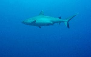 Maafushi shark