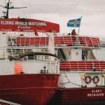 Elding Whale Watching