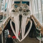 Elding Whale Watching tours