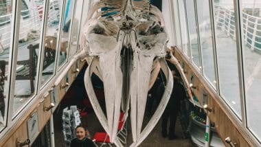 Elding Whale Watching tours