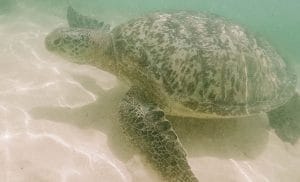 Turtle Unawatuna