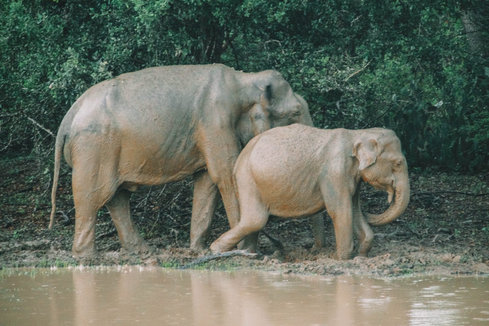 Yala National Park
