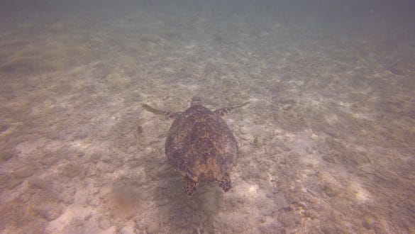 Turtles Akumal Beach
