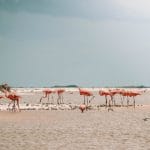 Las Coloradas, Río Lagartos