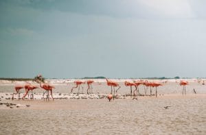 Las Coloradas, Río Lagartos