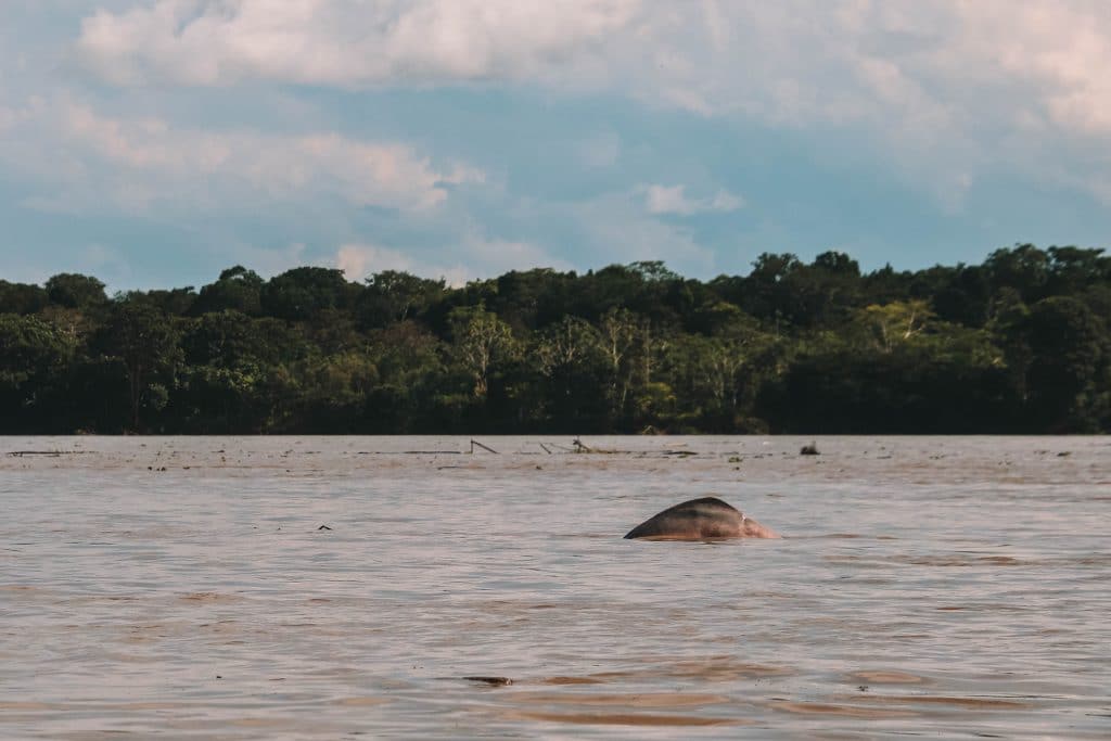 Pink dolphin Amazone