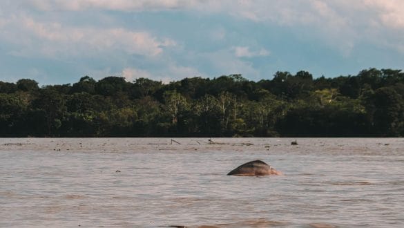 Pink dolphin Amazone