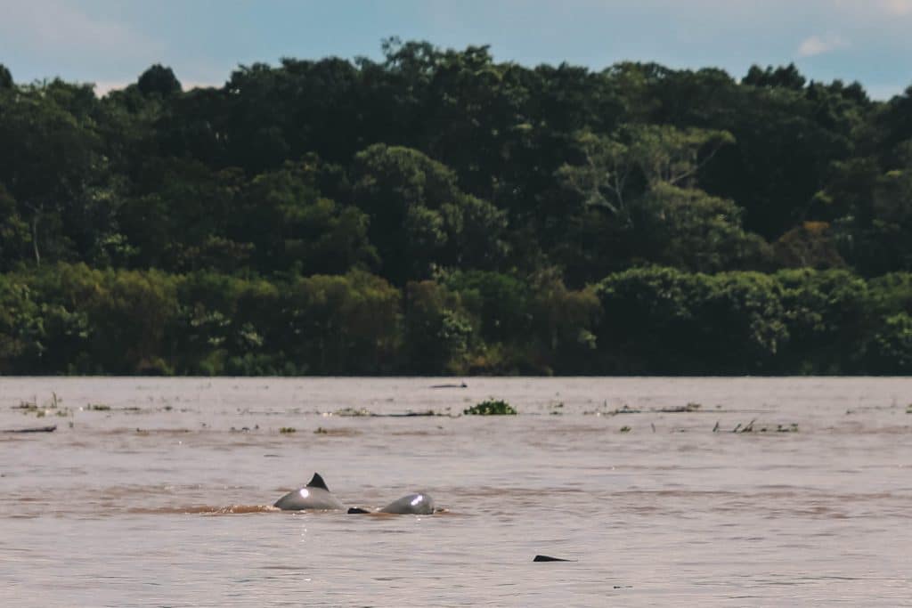 Grey dolphin Amazon