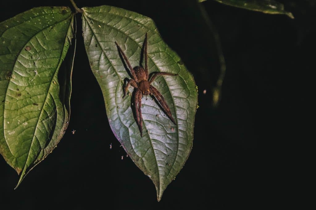 Night walk Amazone Colombia