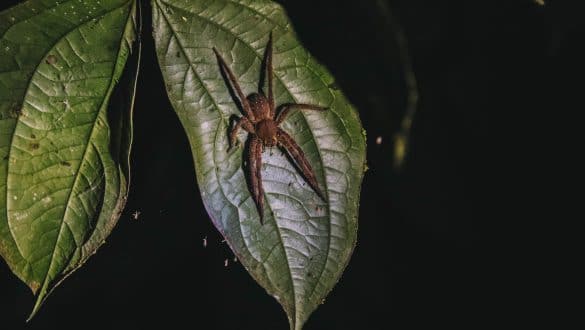 Night walk Amazone Colombia