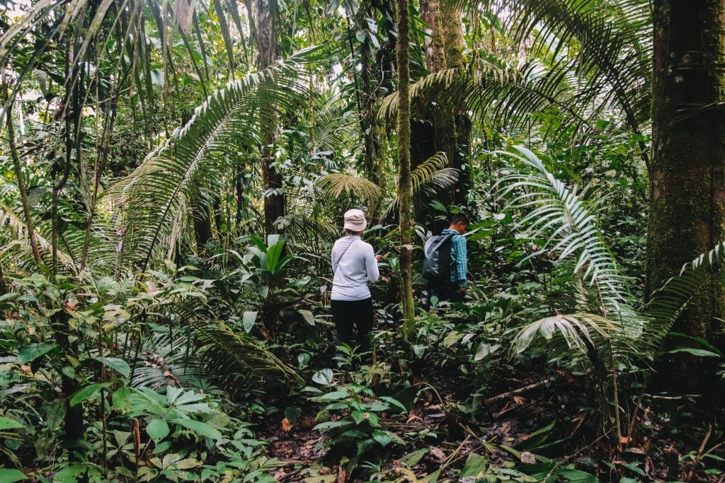 Jungle walk Colombia