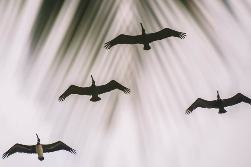 Tayrona Colombia