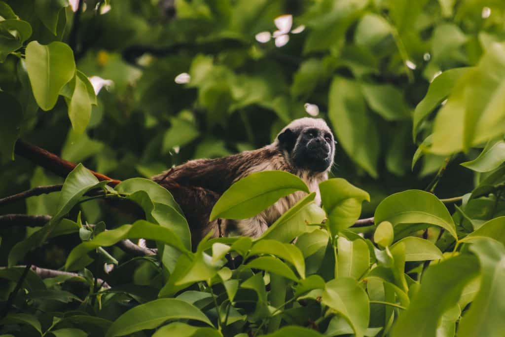 Monkey Centenario park Cartagena