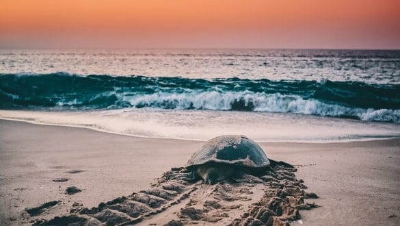 Ras al Jinz Turtle Reserve Oman