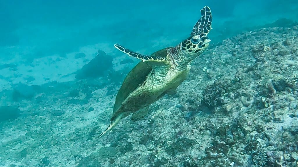 Diving Daymaniyat Islands