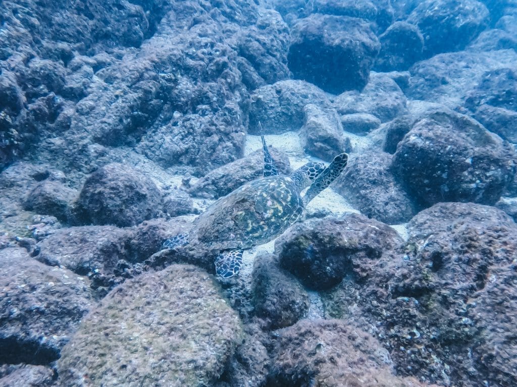 Diving Coiba National Park Santa Catalina Panama