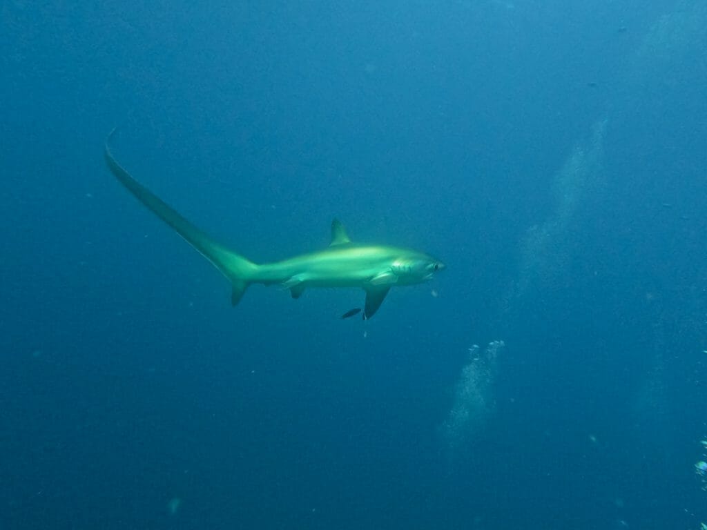 Tresher Shark Malapascua