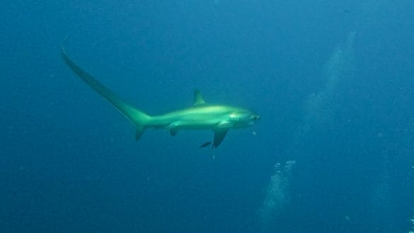 Tresher Shark Malapascua