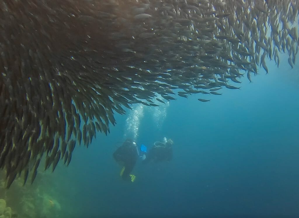 Sardine run Moalboal