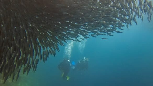 Sardine run Moalboal