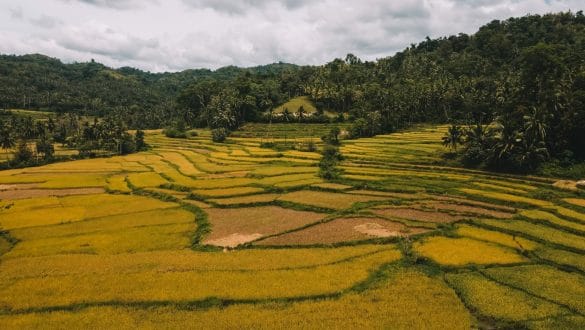 Rice Terraces Bohol