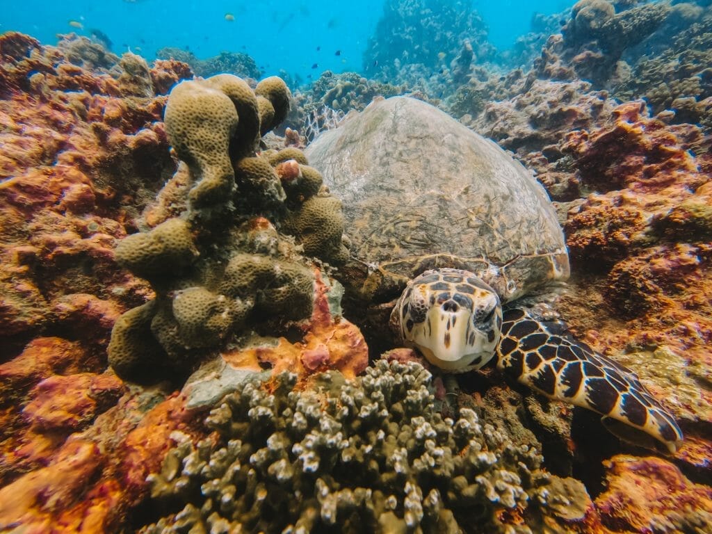 Diving Mahé Seychelles
