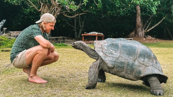 Giant tortoises Curieuse Island Praslin Seychelles