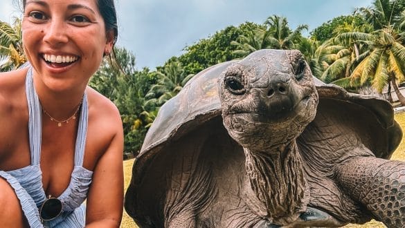 Giant Tortoise Curieuse Island Seychelles