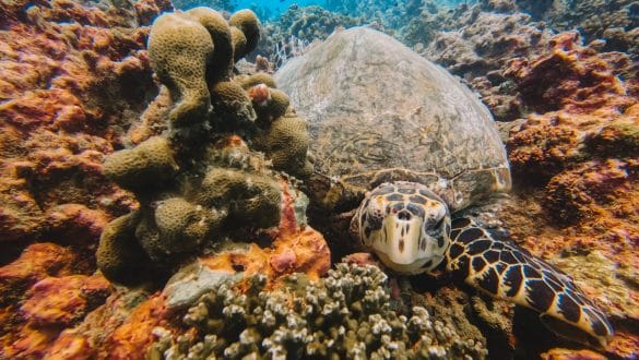 Diving Mahé Seychelles