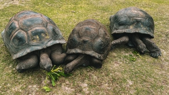 Giant Tortoises Curieuse Island