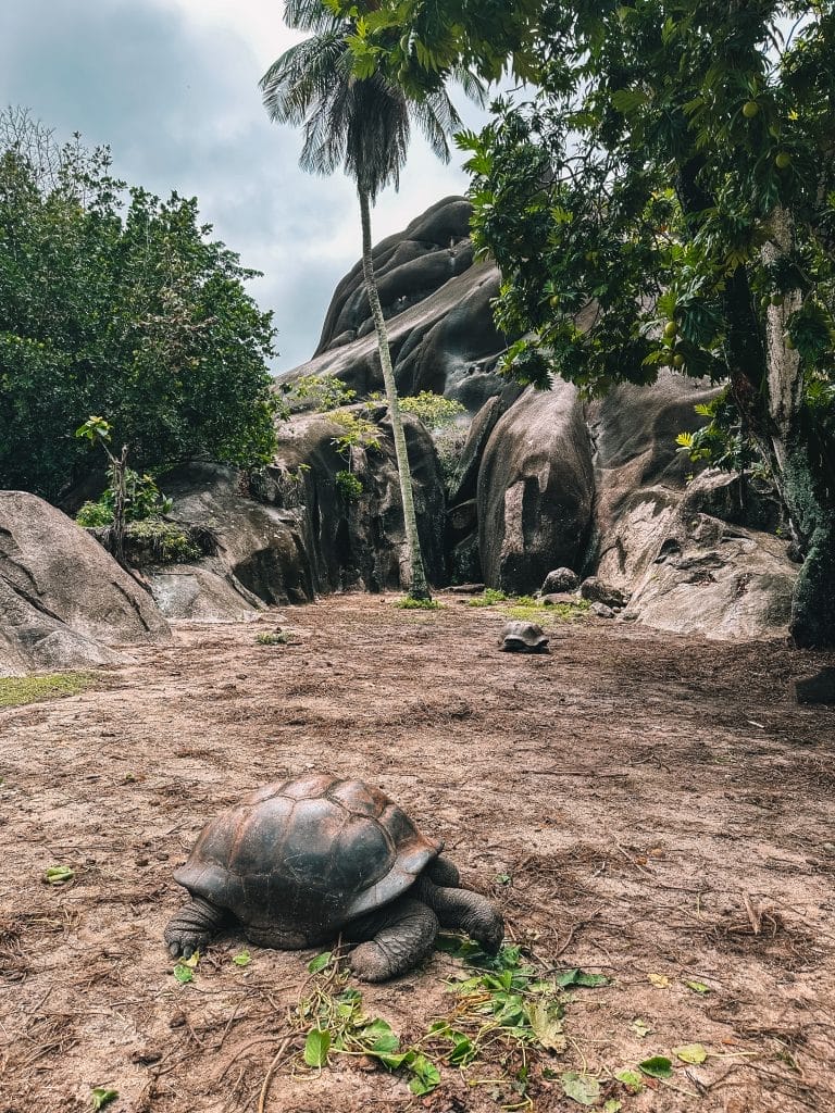 Giant tortoises L’Union Estate La Digue
