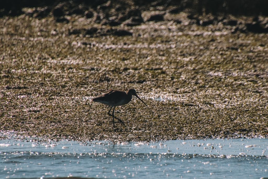 Ria Formosa Natural Park